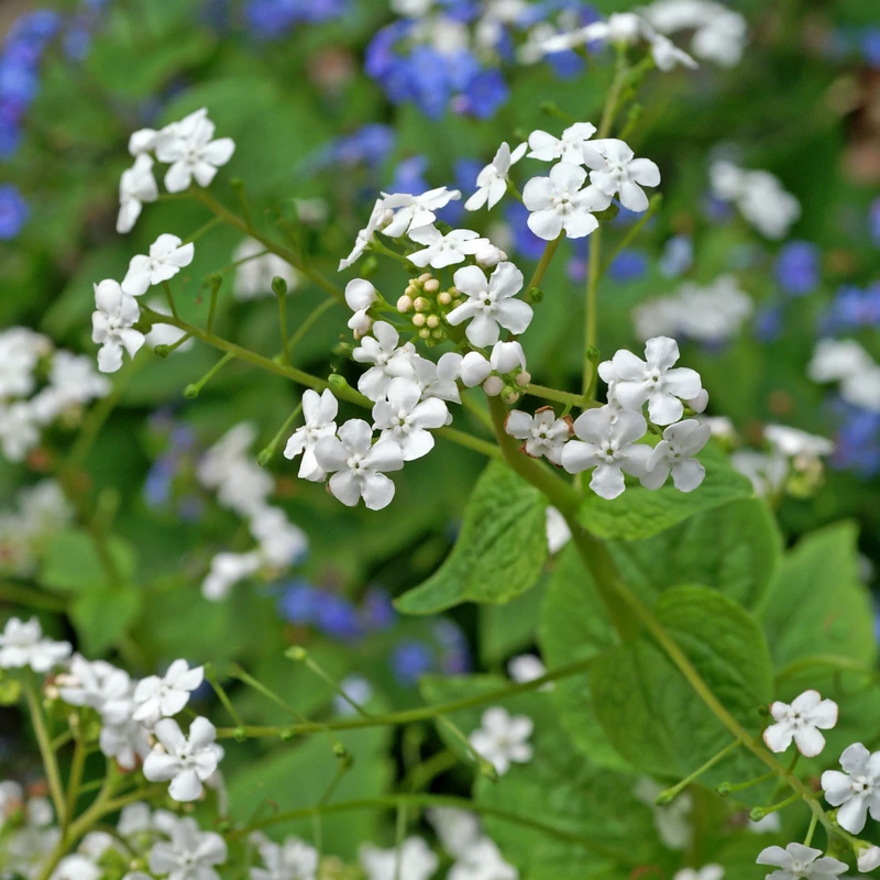'Betty Bowring' Siberian Bugloss - Image 4