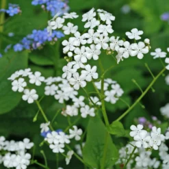 'Betty Bowring' Siberian Bugloss