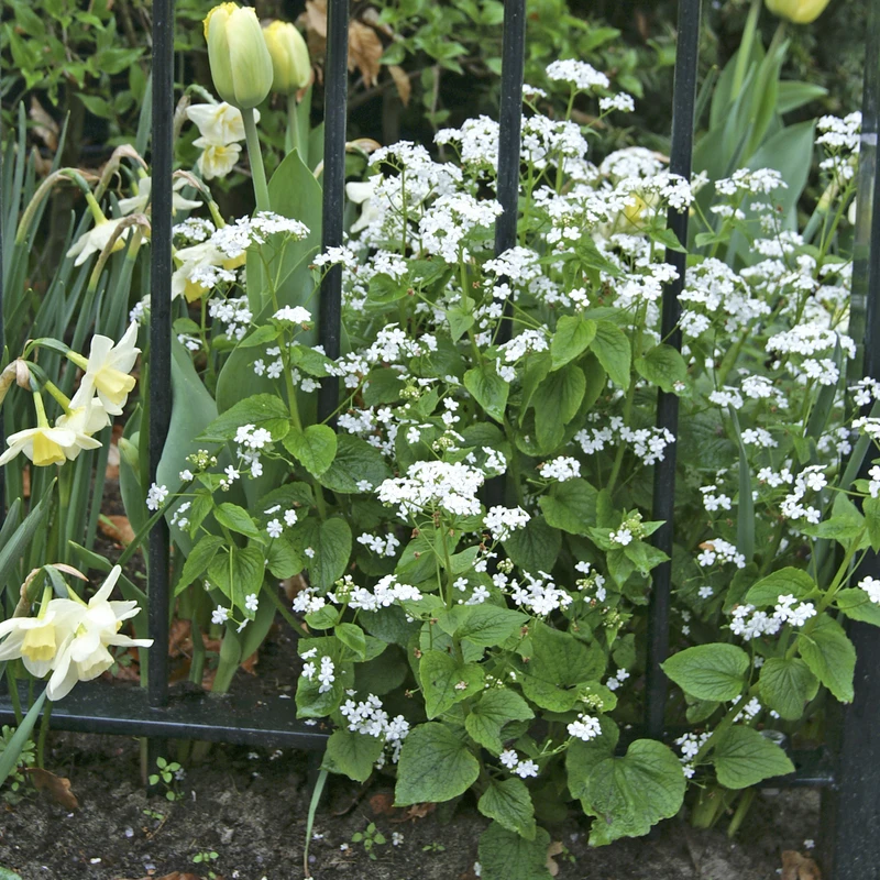 'Betty Bowring' Siberian Bugloss - Image 2