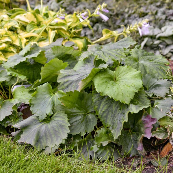 'Fusion Of Fire' Oredenia - Image 2