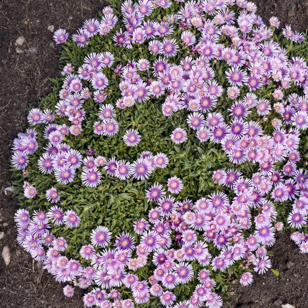 Kaleidoscope™ 'Pink Radiance' Ice Plant - Image 2