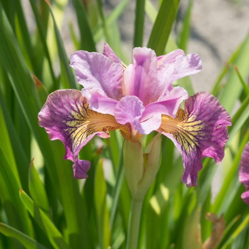 'Miss Apple' Siberian Iris - Image 5