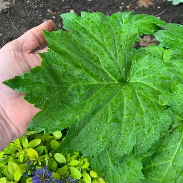 'Fusion Of Fire' Oredenia - Image 4