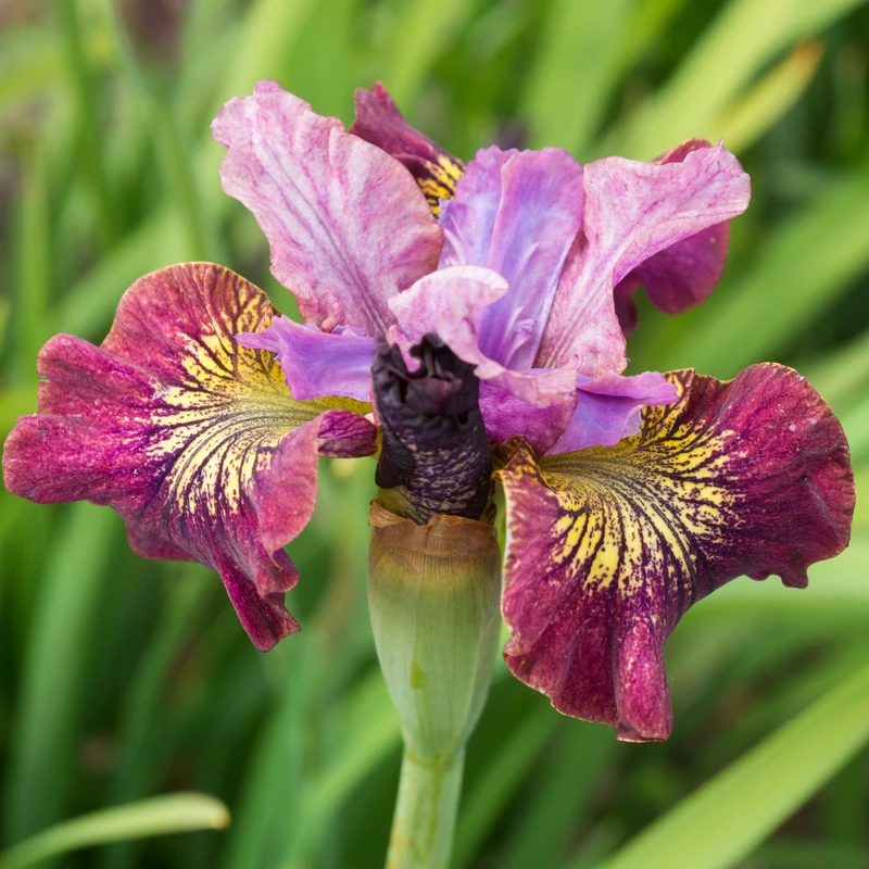 'Miss Apple' Siberian Iris - Image 2