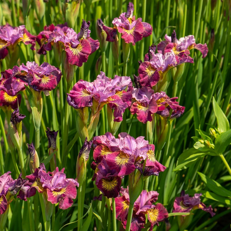 'Miss Apple' Siberian Iris - Image 4
