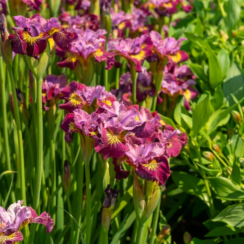 'Miss Apple' Siberian Iris - Image 3