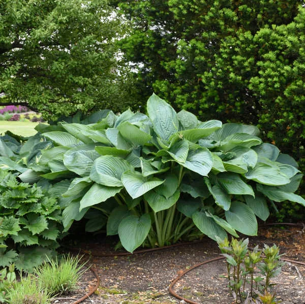 Shadowland® 'Empress Wu' Hosta - Image 4