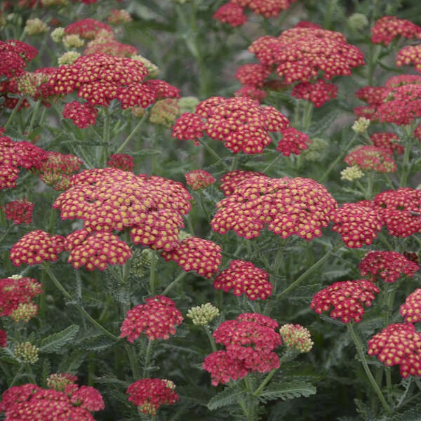 'Firefly Red Pop' Yarrow - Image 2