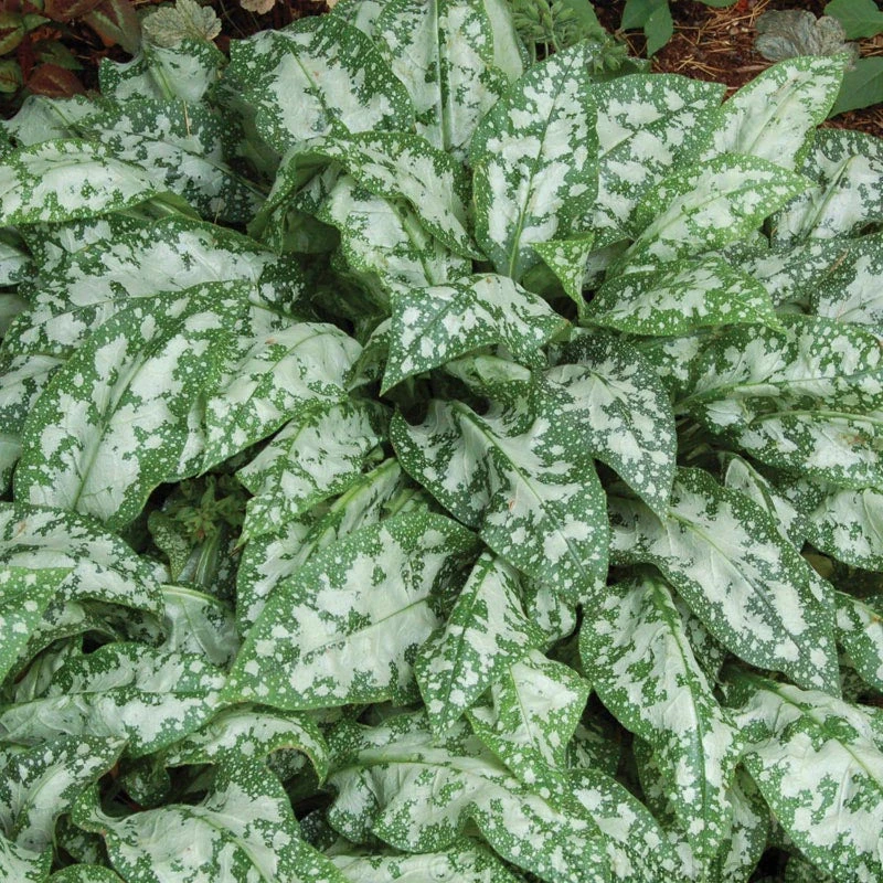 'Trevi Fountain' Lungwort - Image 2