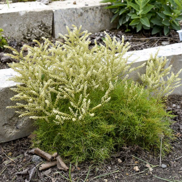 'Fairy Hair' Goatsbeard - Image 3