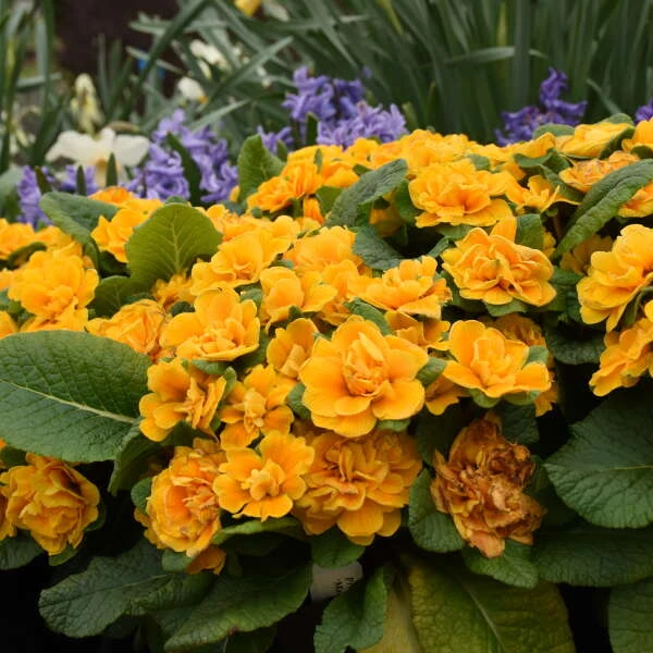 Bouquet Perfect™ 'Mandarin' Primrose - Image 2