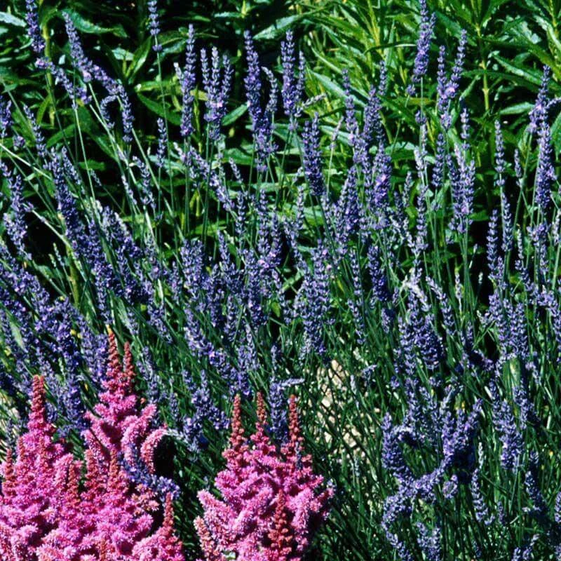 'Grosso' Lavender - Image 6
