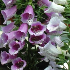 'Giant Shirley' Foxglove