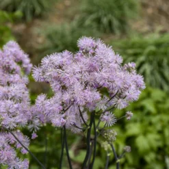 'Cotton Candy' Meadow Rue