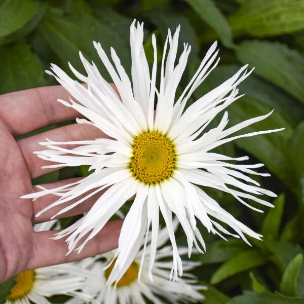 Amazing Daisies® 'Spun Silk' Shasta Daisy - Image 2