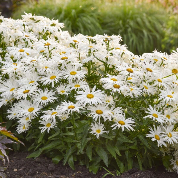 Amazing Daisies® 'Spun Silk' Shasta Daisy - Image 3