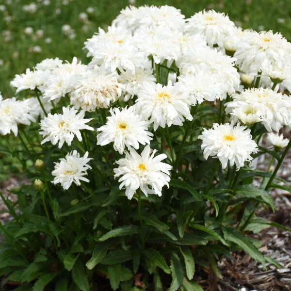 Amazing Daisies® 'Marshmallow' Shasta Daisy - Image 2