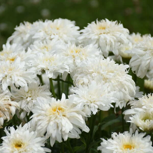 Amazing Daisies® 'Marshmallow' Shasta Daisy - Image 3