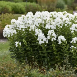 Luminary™ 'Backlight' Tall Garden Phlox