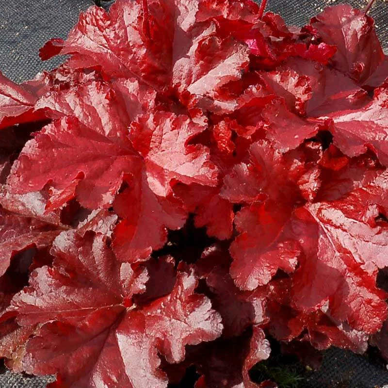 Forever® Red Coral Bells - Image 3