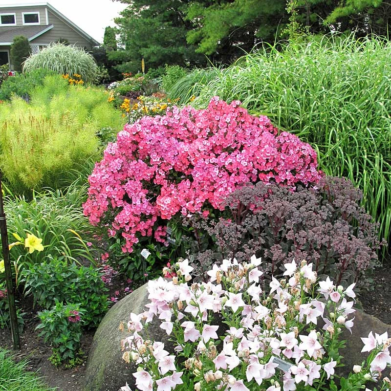 'Glamour Girl' Phlox - Image 6