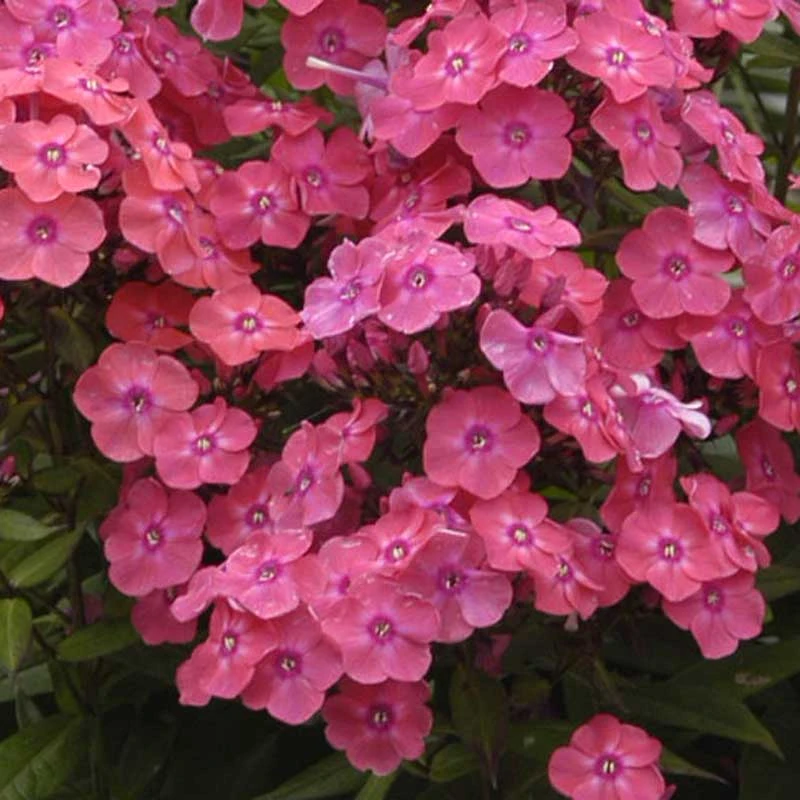 'Glamour Girl' Phlox