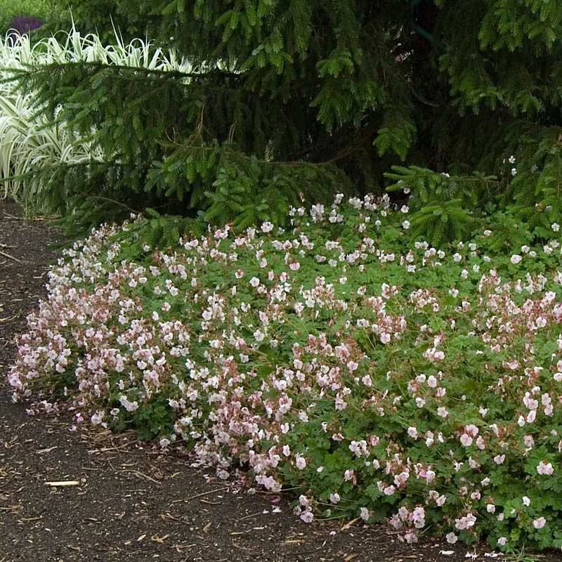 'Biokovo' Cranesbill - Image 3