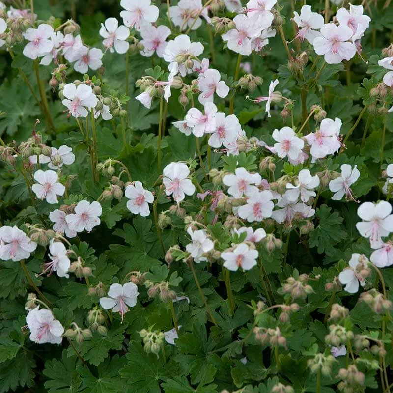 'Biokovo' Cranesbill