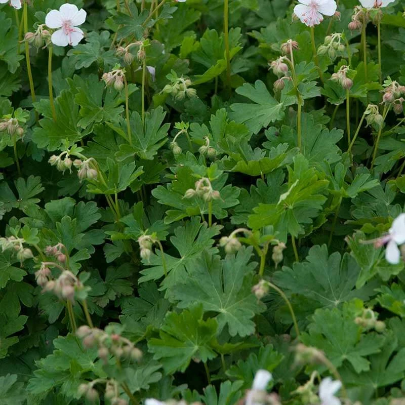 'Biokovo' Cranesbill - Image 5