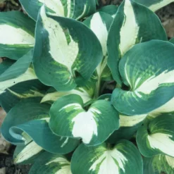 'Half And Half' Hosta