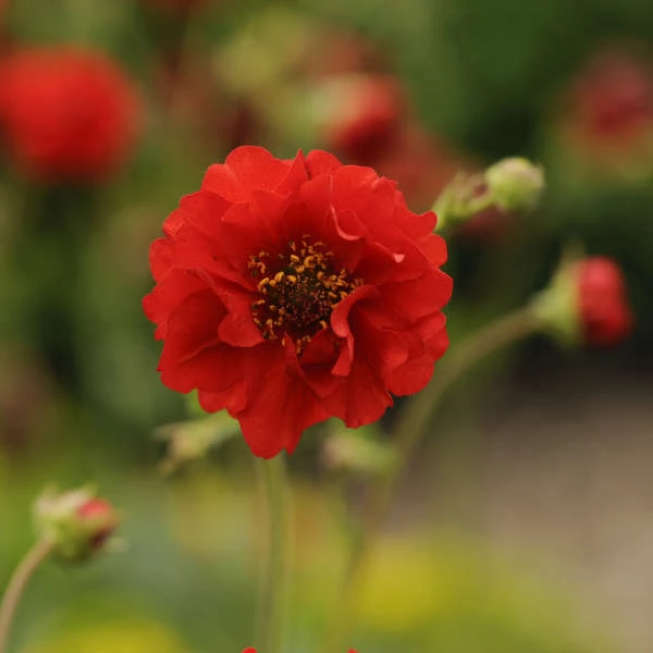 'Blazing Sunset' Geum - Image 3