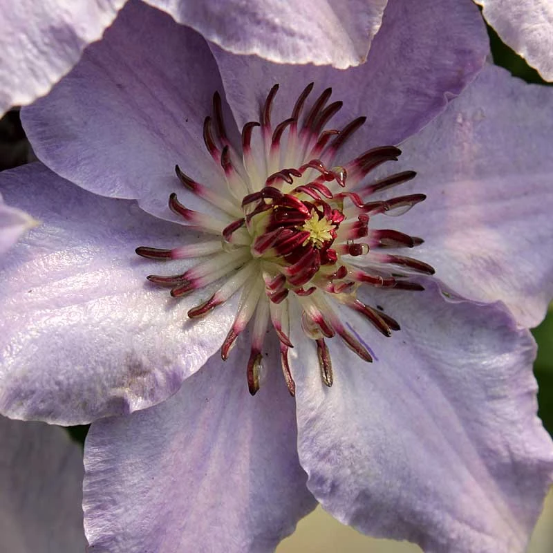 Still Waters™ Clematis - Image 2