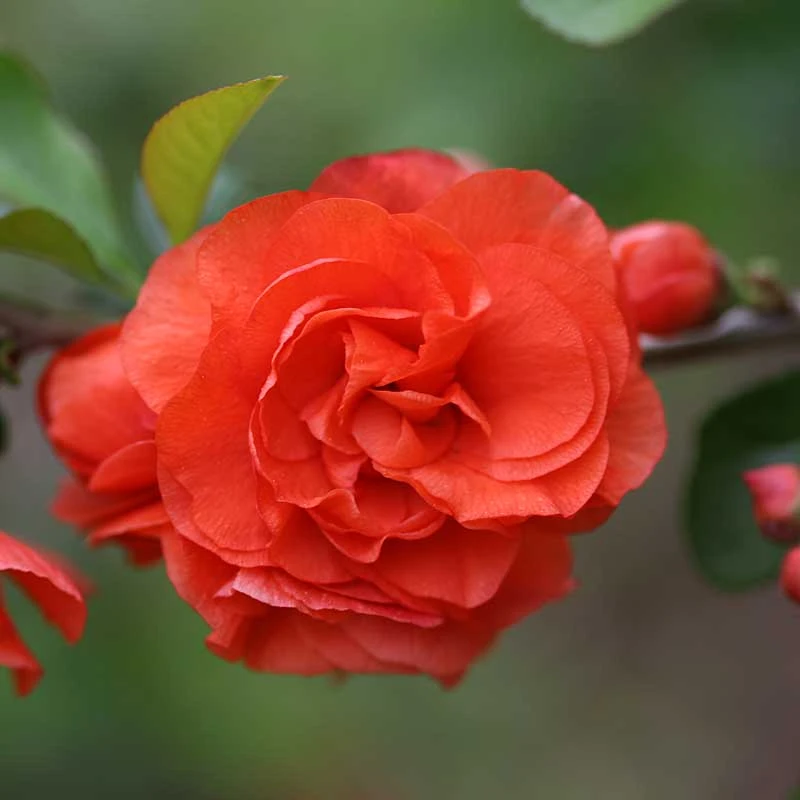 Double Take Orange™ Flowering Quince - Image 4