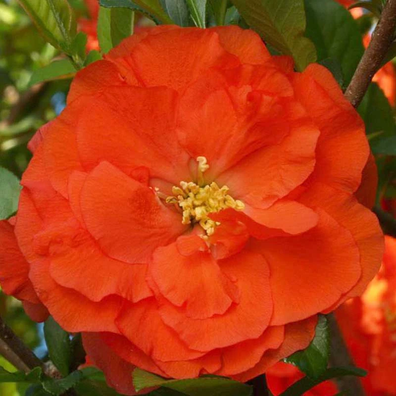Double Take Orange™ Flowering Quince - Image 5