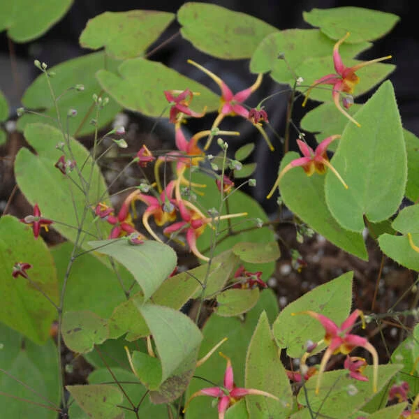 'Rigoletto' Barrenwort - Image 2