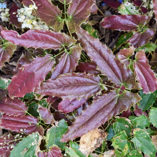 'Sandy Claws' Barrenwort - Image 4