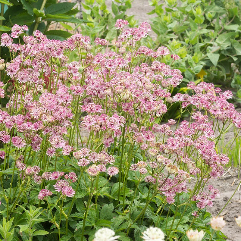 'Sparkling Stars Pink' Masterwort - Image 2