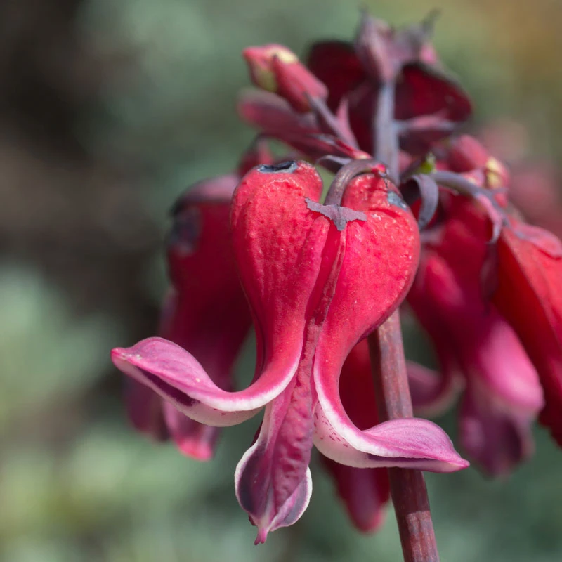 'Burning Hearts' Bleeding Heart - Image 2