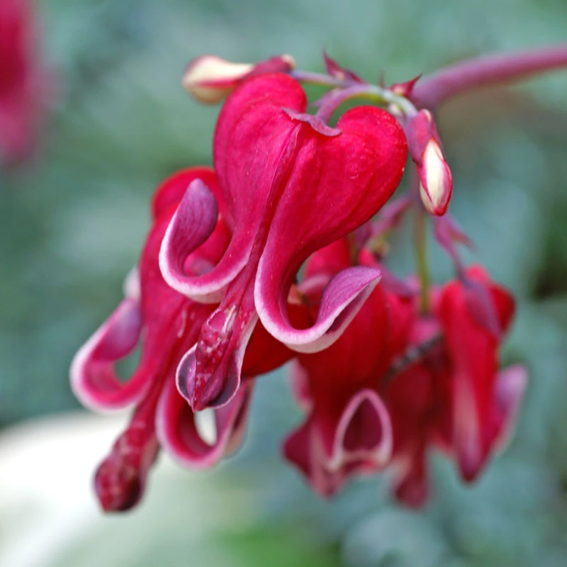 'Burning Hearts' Bleeding Heart - Image 3