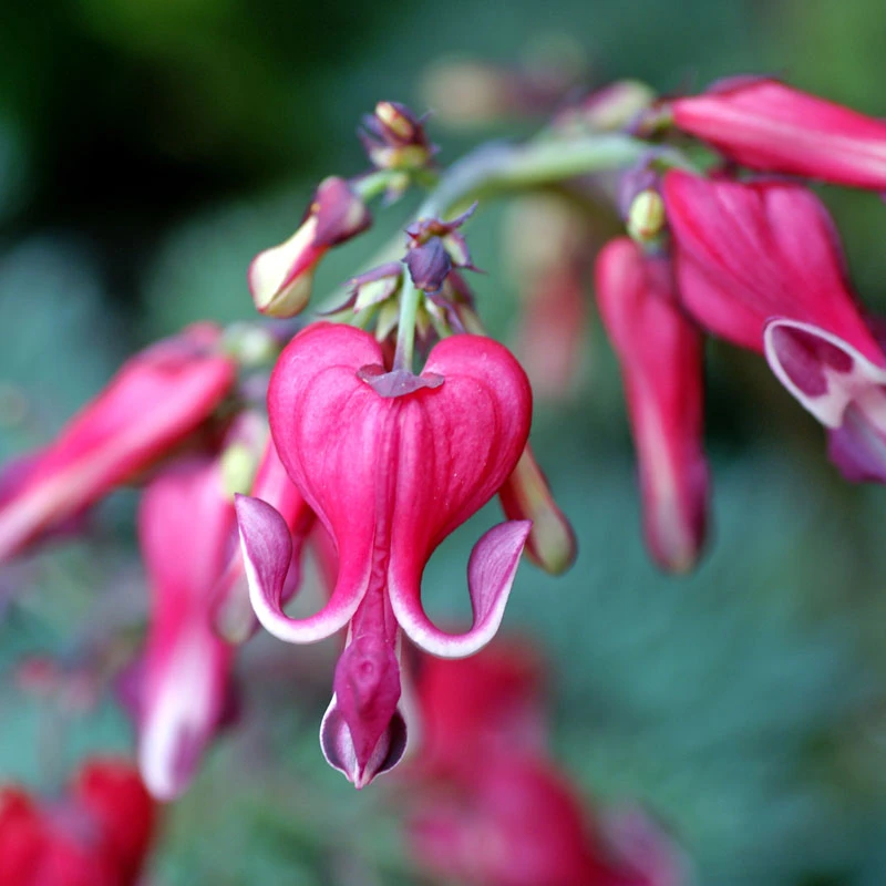 'Burning Hearts' Bleeding Heart - Image 4