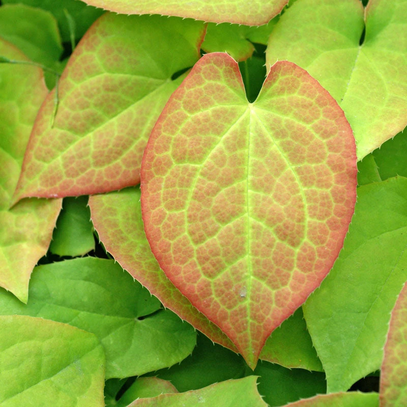 'Orange Queen' Barrenwort - Image 2