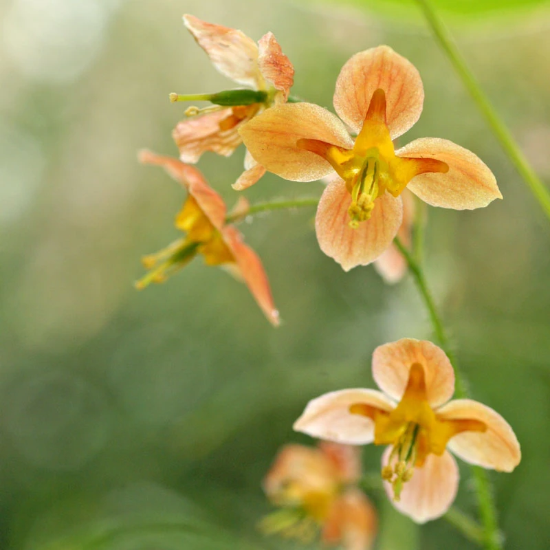 'Orange Queen' Barrenwort - Image 3