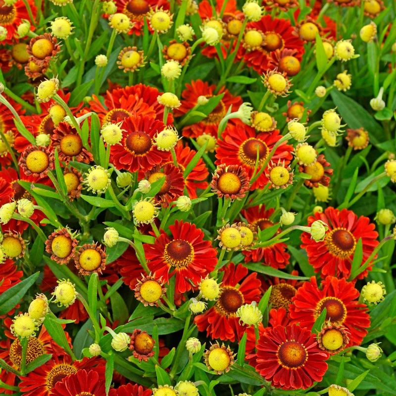 Mariachi™ 'Bandera' Helenium - Image 2