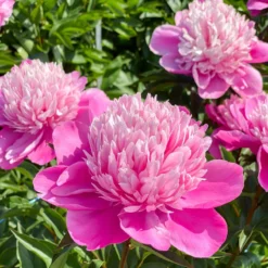 'Edulis Superba' Peony