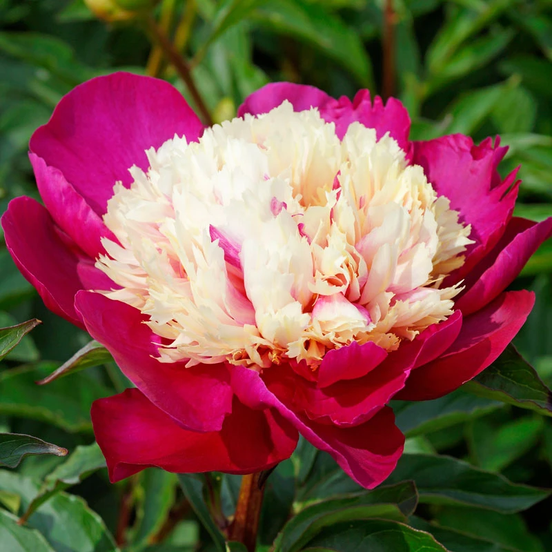 'White Cap' Peony - Image 2