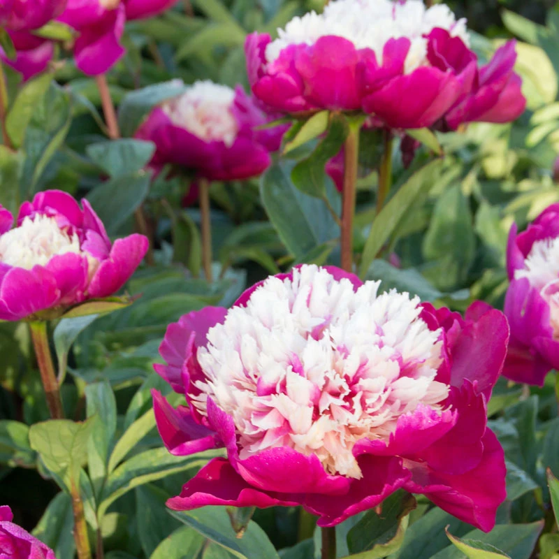 'White Cap' Peony - Image 6