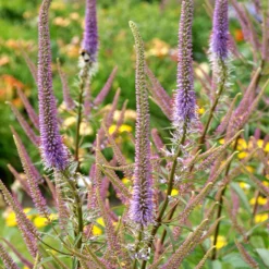 'Fascination' Culver's Root