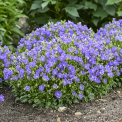 Mini Marvels™ Midnight Bellflower