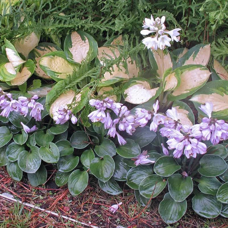 'Blue Mouse Ears' Hosta - Image 2