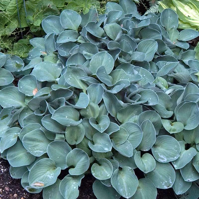 'Blue Mouse Ears' Hosta - Image 3